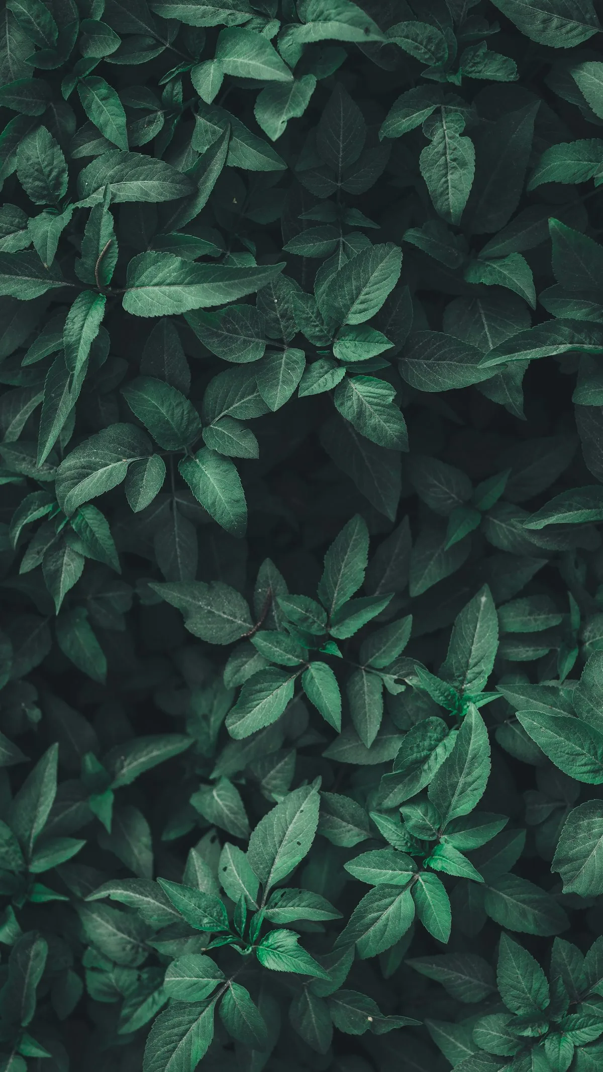 Crédit Agricole — visual